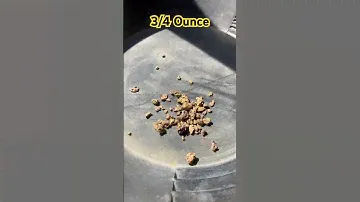 First month of the season, 3/4 ounce of metal detected gold to show for it. #gpx6000 #minelab #gold