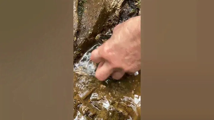 Finding a $50 gold nugget detecting with the GPX6000!